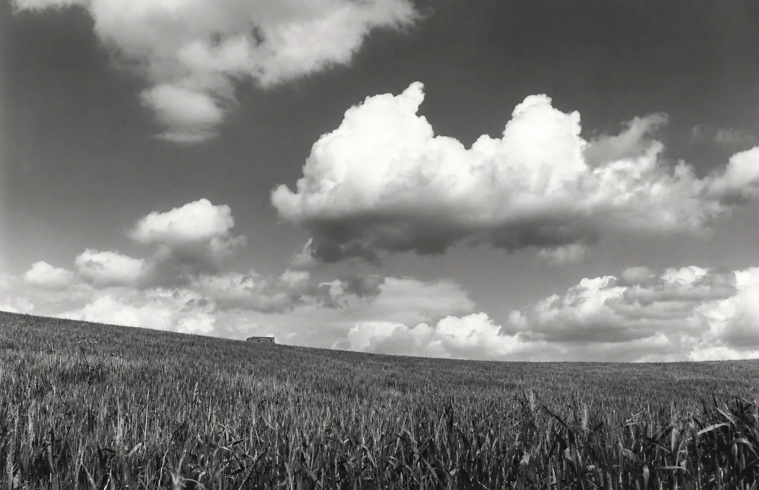 Paesaggio di grano e cielo