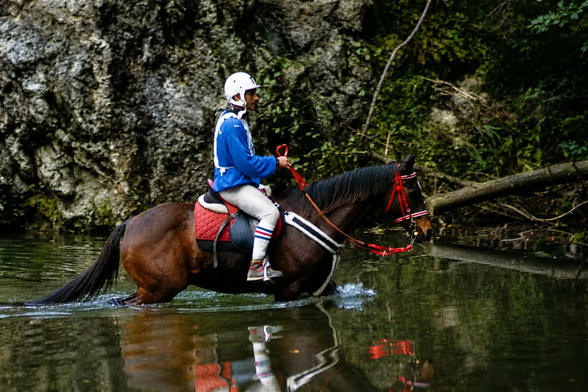 Cavallo, fotografia di Andrea